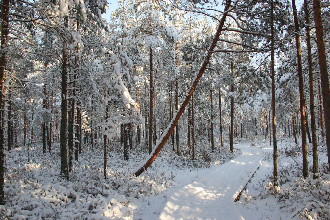 Sneeuw Veld Bos