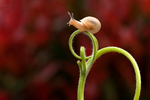 Close-up image of a garden snail on a curled tendril against a vibrant background.