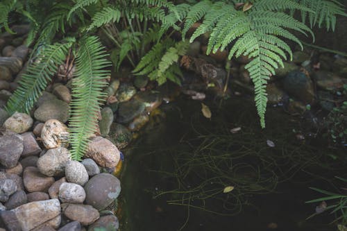 Бесплатное стоковое фото с cây dương xỉ, водное растение, вьющееся растение