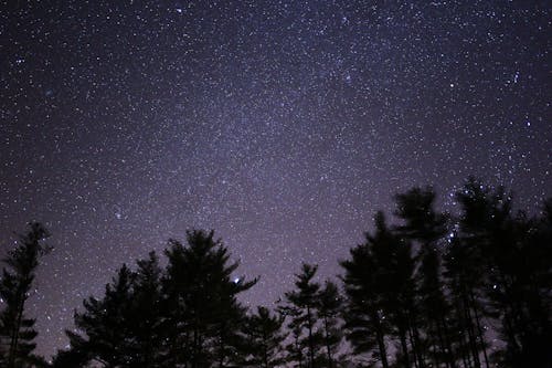 Безкоштовне стокове фото на тему «дерева, зірки, небо» стокове фото
