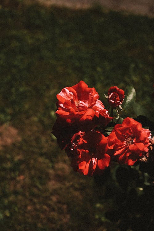 Foto profissional grátis de aumento, de flores, delicado