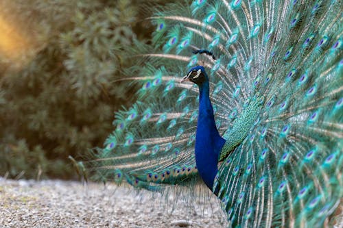 Free Blue Peacock Standing Rocky Ground Stock Photo