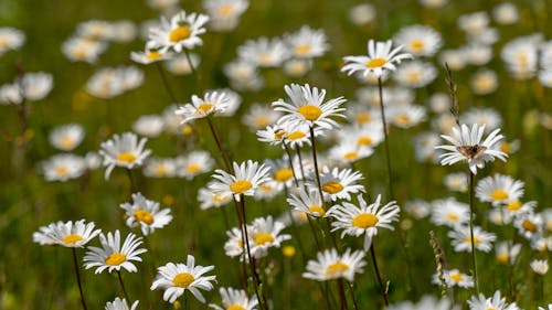 Бесплатное стоковое фото с белые маргаритки, белые цветы, крупный план