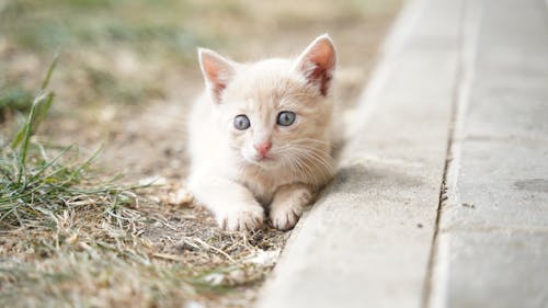 Close-Up Shot of a White Kitten