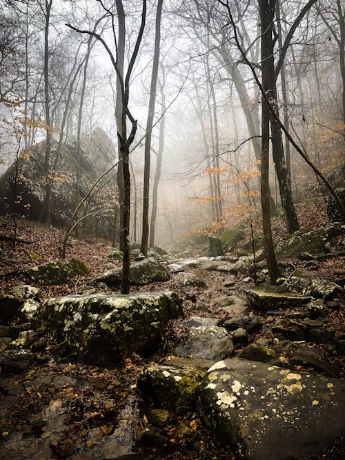 Foto d'estoc gratuïta de a l'aire lliure, amb boira, arbres