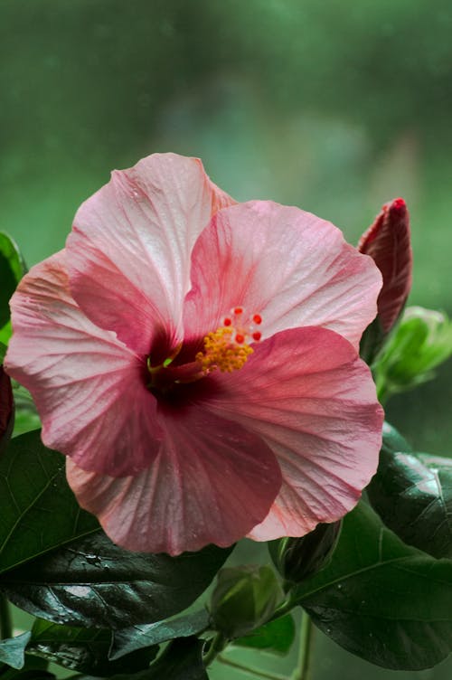 Close-Up Shot of a Pink Hibiscus in Bloom