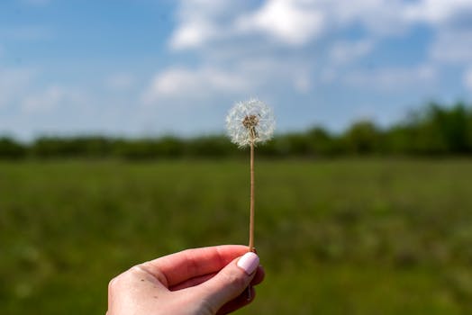 A person holding a dandelion seed head outdoors on a sunny day with a clear sky and blurred background.