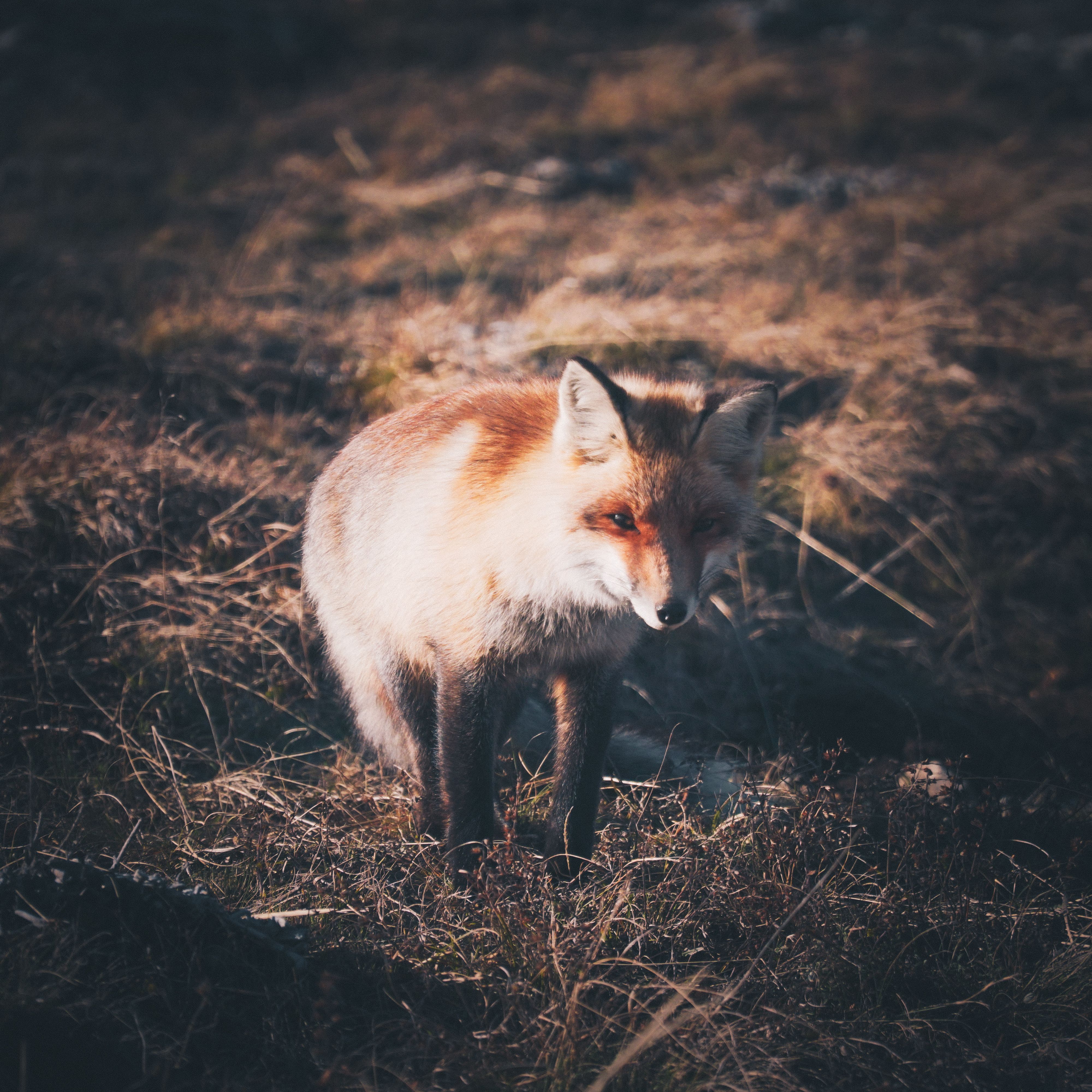 Brown Fox on the Field