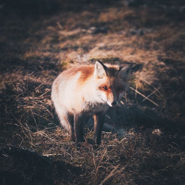 Close portrait of a desert fox — photo by Philipp Aleev on Pexels