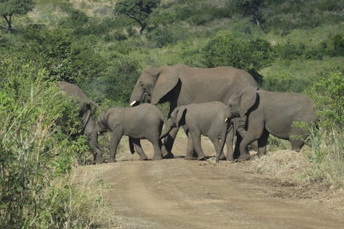Základová fotografie zdarma na téma africké divoké zvěře, africký slon, fotografie divoké přírody