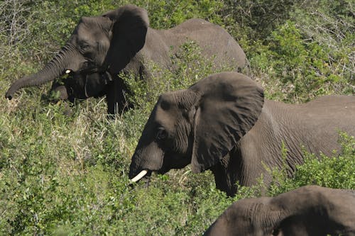 Základová fotografie zdarma na téma africké divoké zvěře, africký slon, chobot