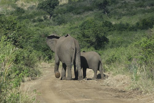 Elephants Walking on Dirt Road