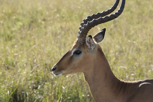 Základová fotografie zdarma na téma africké divoké zvěře, antilopa, divočina