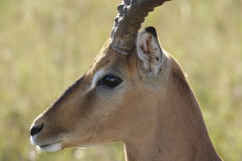 Photo of a Brown Antelope's Head