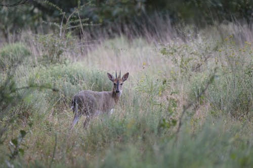 Foto stok gratis antelop, binatang, bushbuck