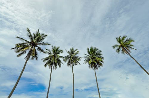 椰子樹, 藍天 的 免費圖庫相片