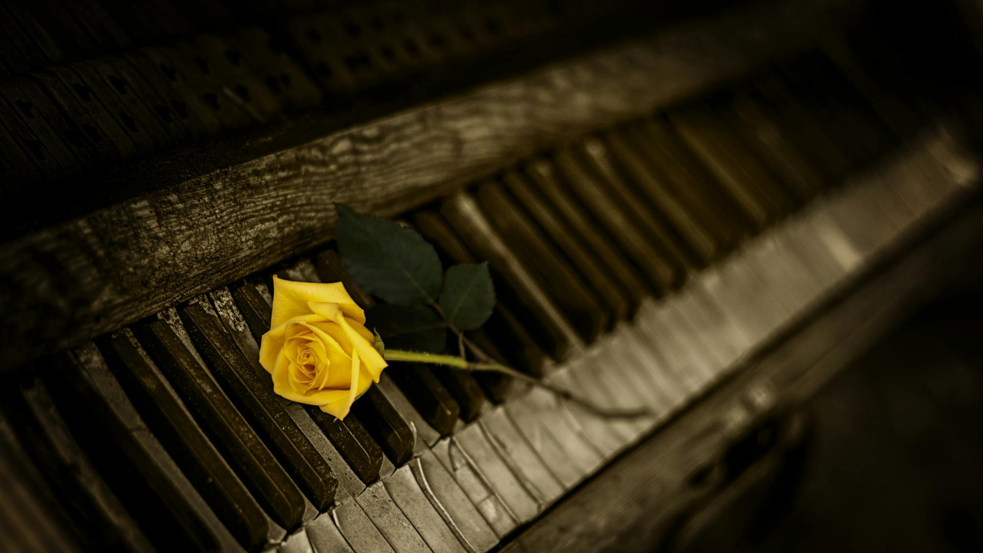ピアノ ローズ ロイヤリティフリーの無料の写真素材