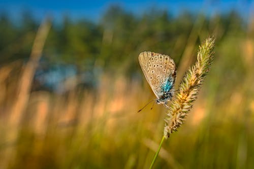 Close-Up Shot of a Butterfly Perched on a Grass