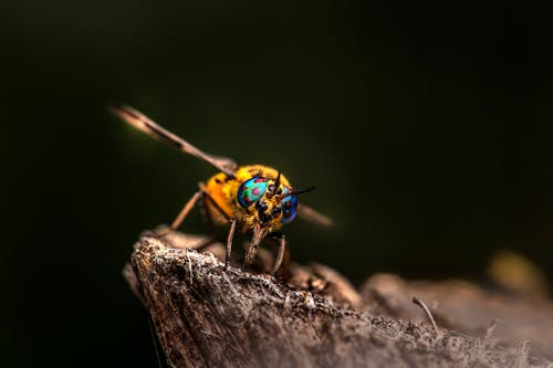 Close-Up Shot of a Horse Fly on a Wood
