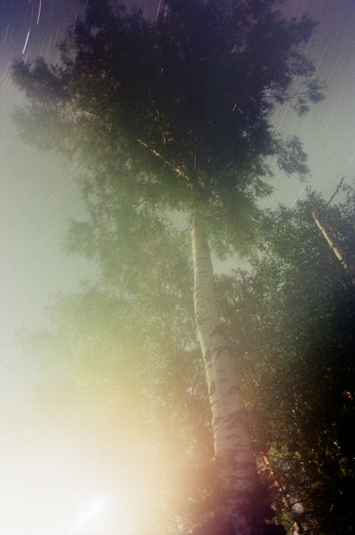 Kostenlos Kostenloses Stock Foto zu aufnahme von unten, bäume, grelles sonnenlicht Stock-Foto
