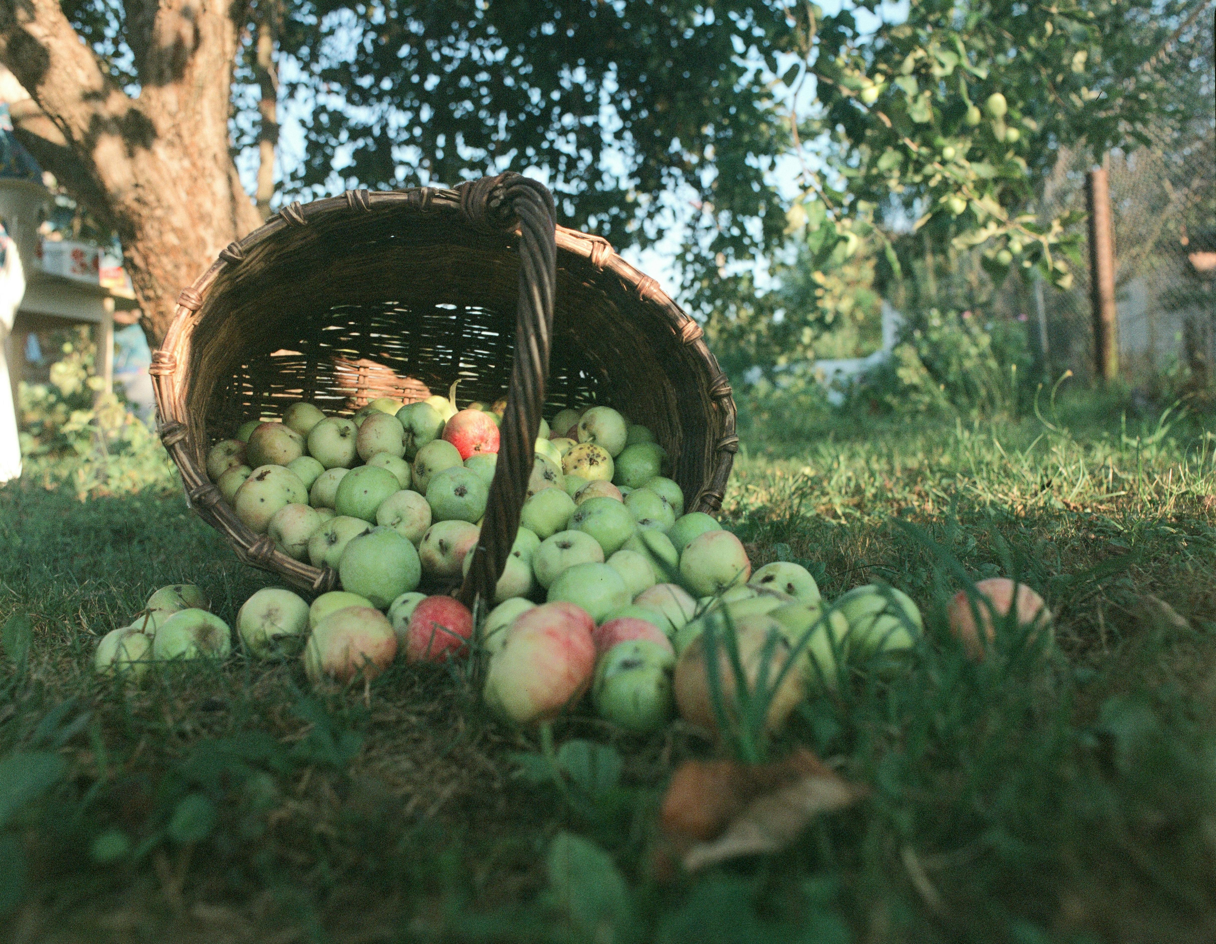 A bountiful collection of freshly harvested apples in a woven basket in a serene garden setting.