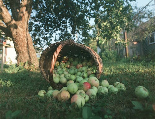 Green Apples Scattered on Green Grass 