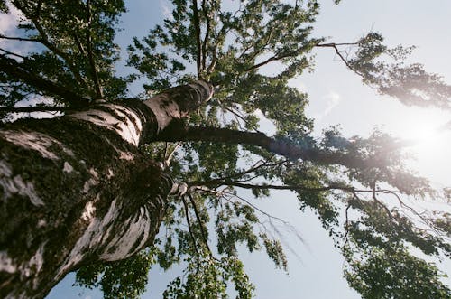 Gratis Immagine gratuita di albero, luce del giorno, natura Foto a disposizione