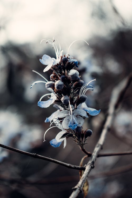 Free Close Up Shot of White and Blue Flower Stock Photo