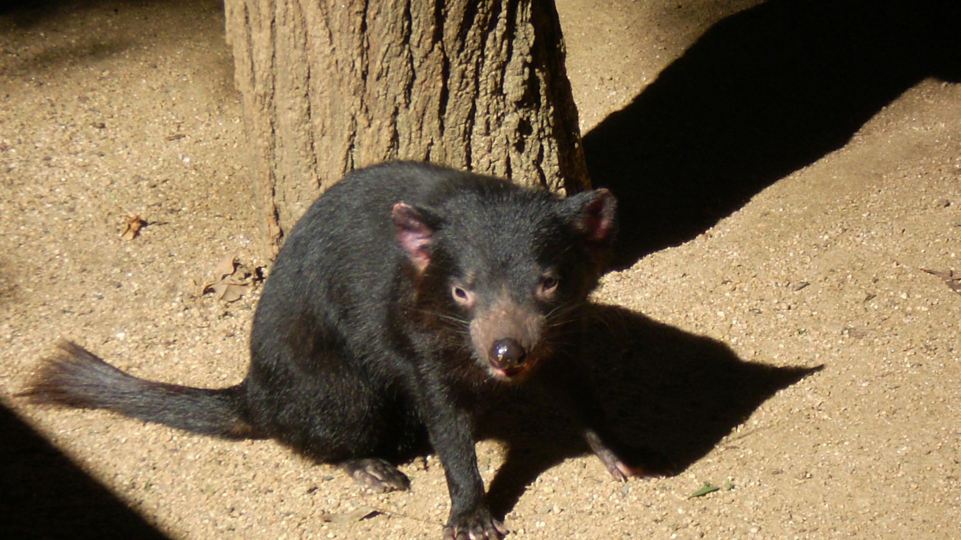 62 Gambar Setan Tasmania Terbaru