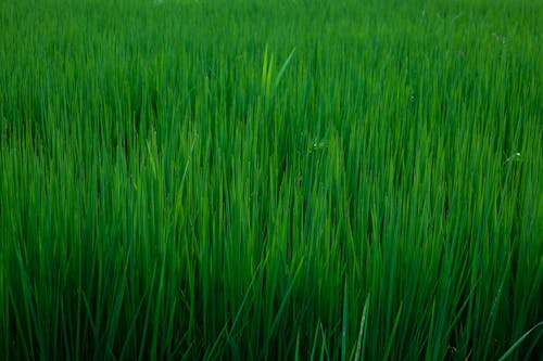 Kostnadsfri bild av 2020 tapet, friterat ris, gräs