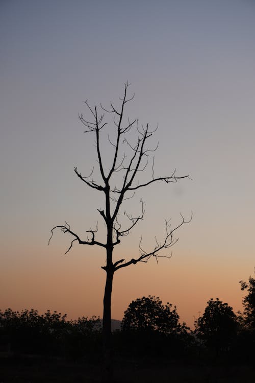 Withered Tree under Clear Sky at Sunset