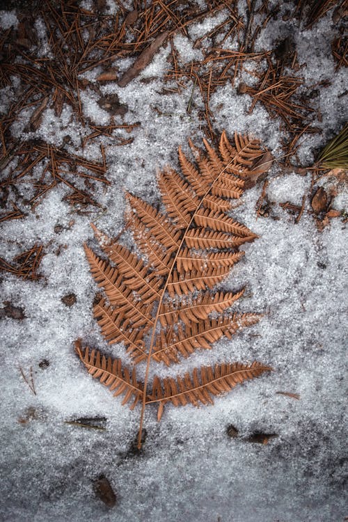 Foto profissional grátis de elevado, folhas secas, planta de samambaia