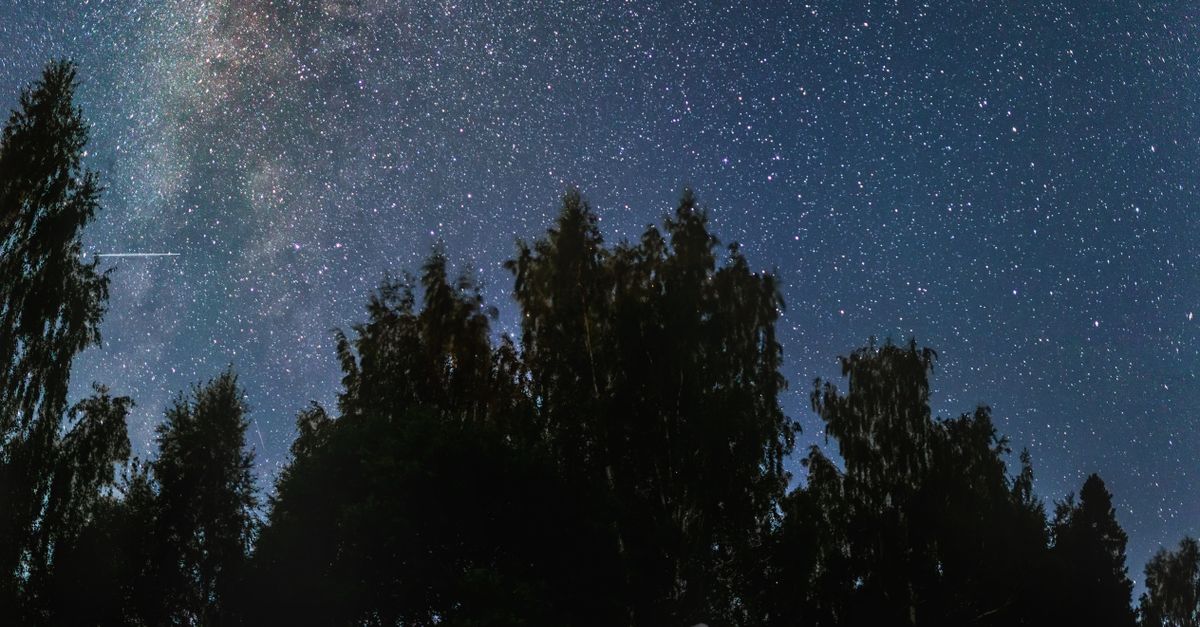 Tree During Night Silhouette of Trees During Night Time · Free Stock Photo