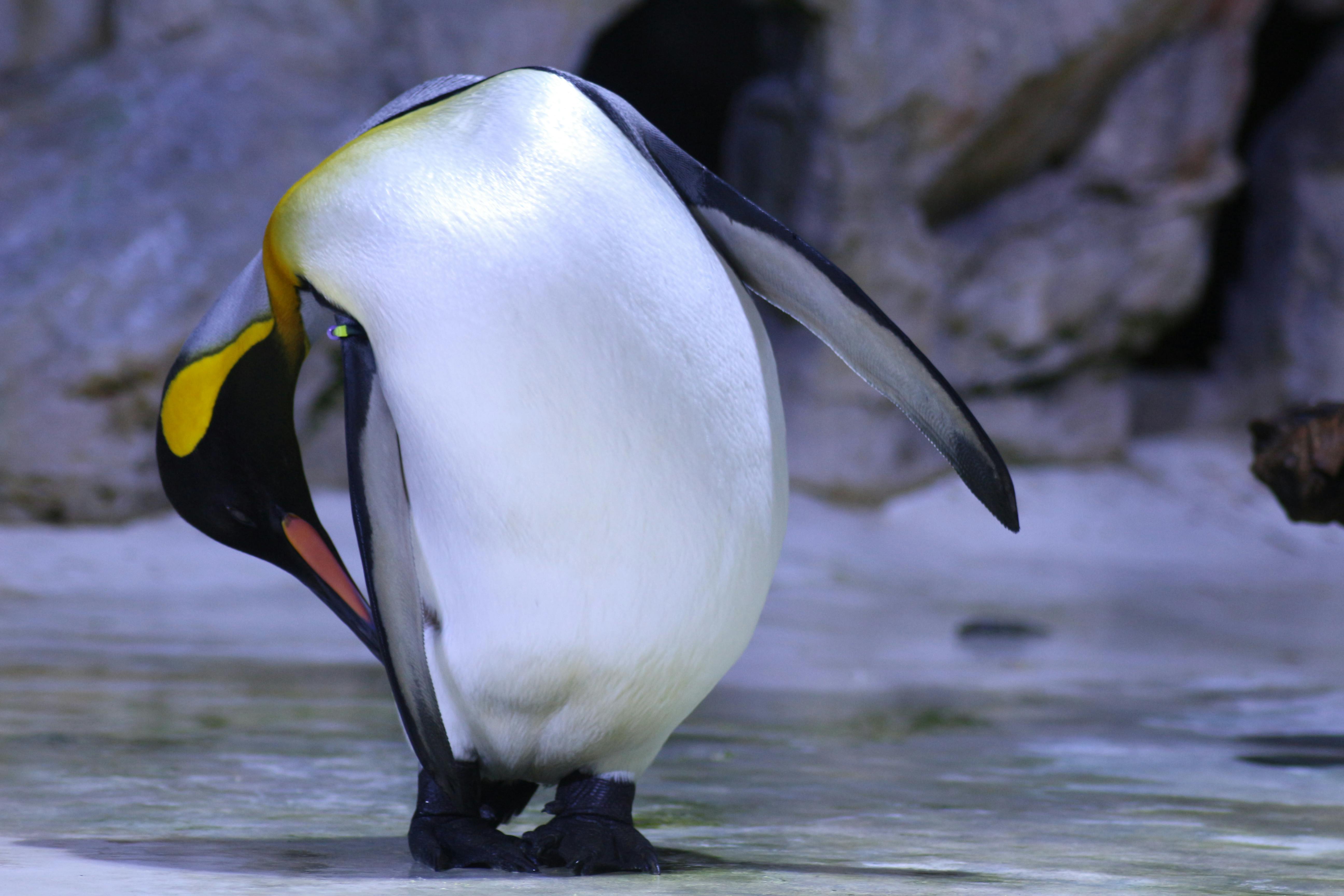 Free stock photo of animal, animal park, animal photography