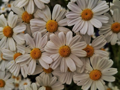 Free A vivid close-up of white daisies in full bloom showcasing delicate petals and vibrant yellow centers. Stock Photo