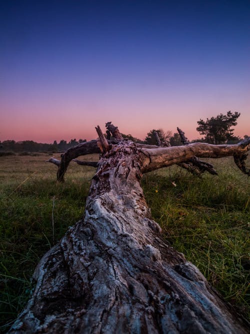 Brown Tree Trunk on Green Grass Field