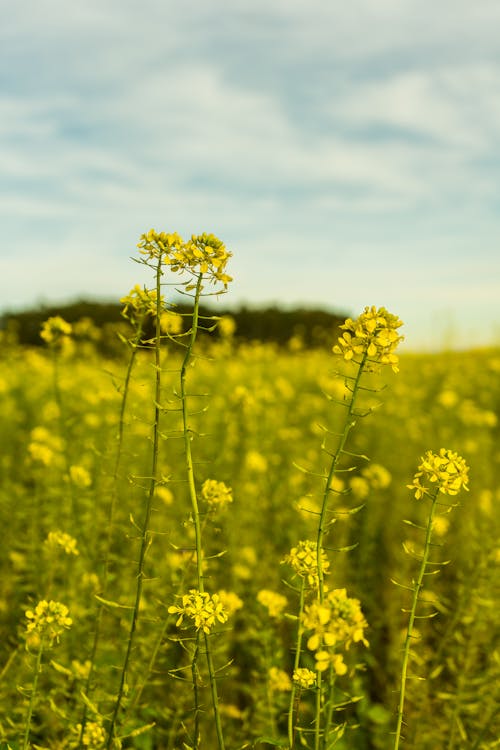 Yellow Flower Field Under Blue Sky