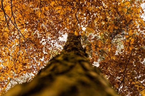 Photos gratuites de arbre, paysage, perspective