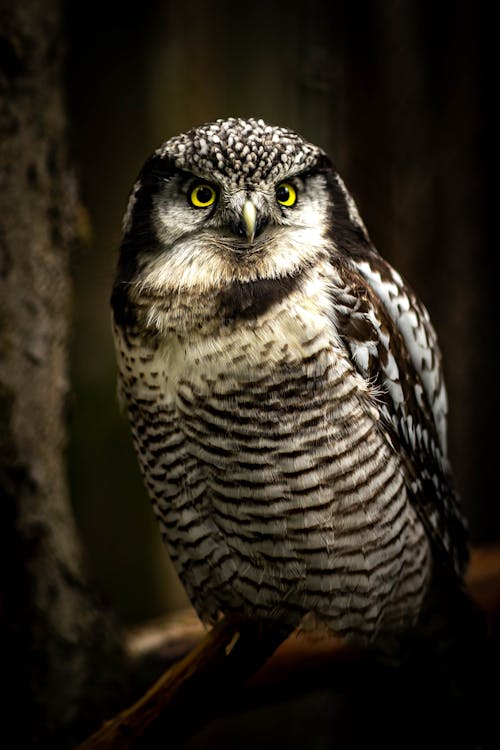 Brown and White Owl in Close Up Photography