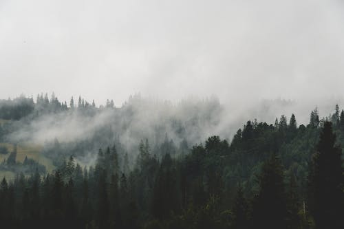 Безкоштовне стокове фото на тему «ліс, сосни, туманний» стокове фото