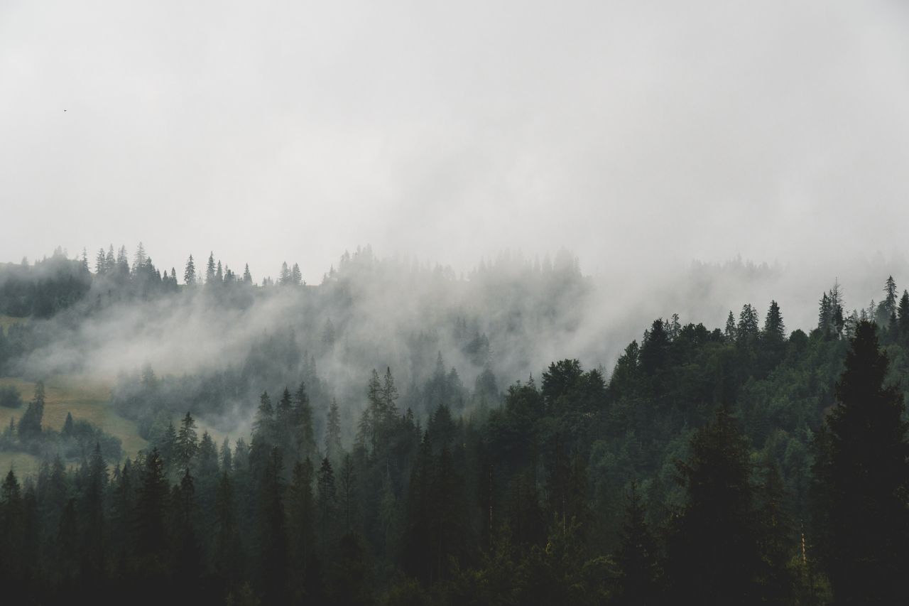a tranquil view of a foggy forest with dense conifers enveloped in mis