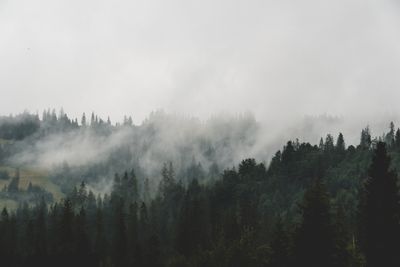 Fog drifting through pine forest — JacobS JS on Pexels