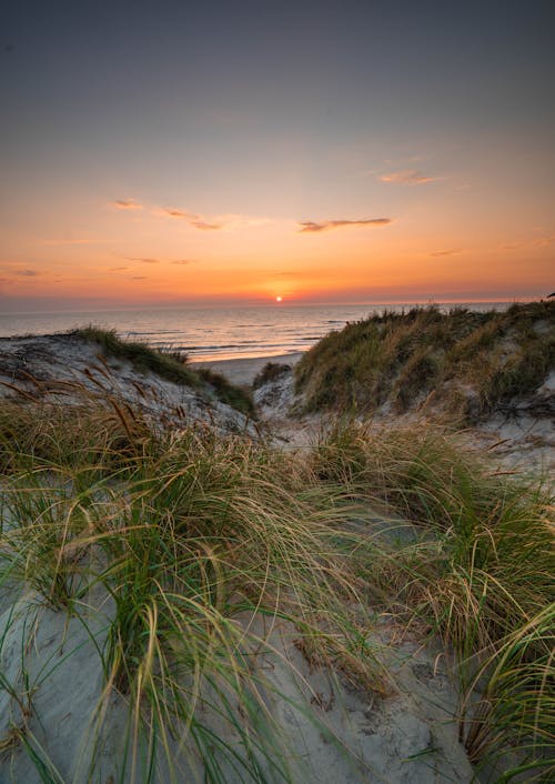 Green Grass Near the Seashore during Sunset