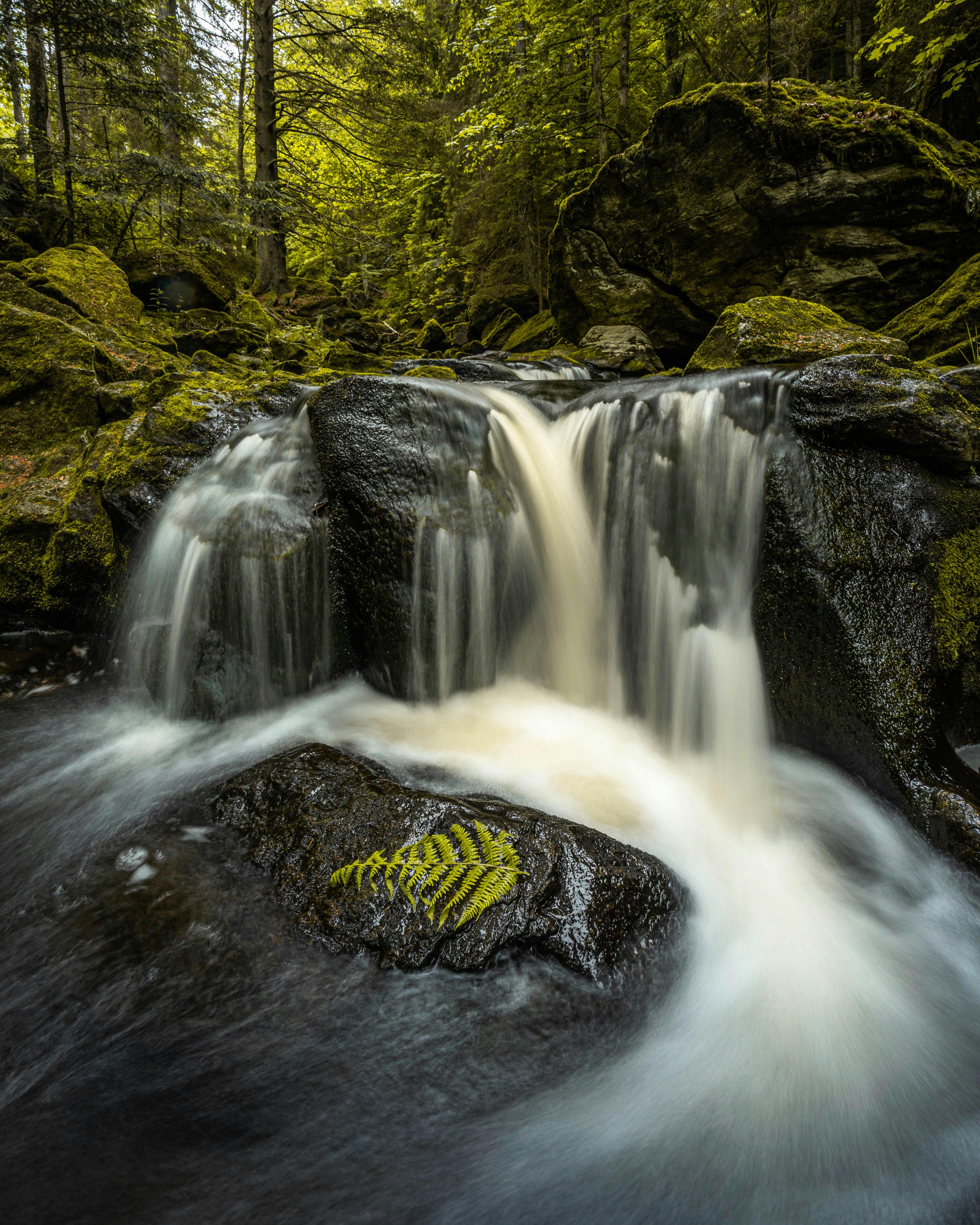 photo of cascade on rainforest