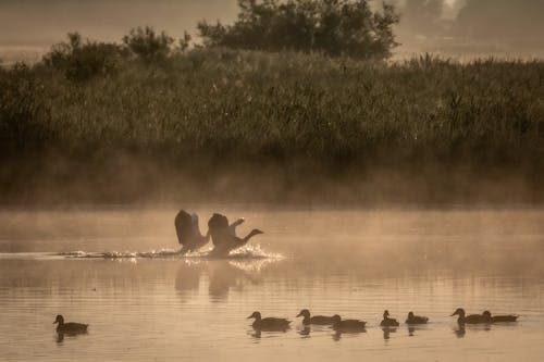 бесплатная Бесплатное стоковое фото с гуси, озеро, туман Стоковое фото