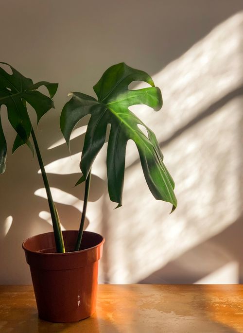 Free A potted Monstera plant with striking shadows on a sunlit wall, highlighting its unique leaves. Stock Photo