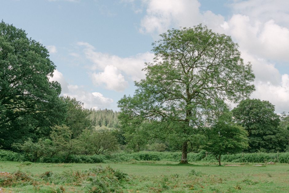 Expansive green grassland featuring tall trees under a bright blue sky with fluffy clouds.