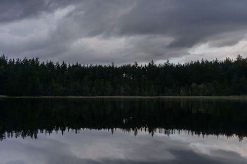 A Reflection of Trees on a Lake