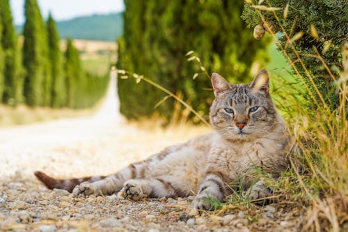 A Close-Up Shot of a Tabby Cat