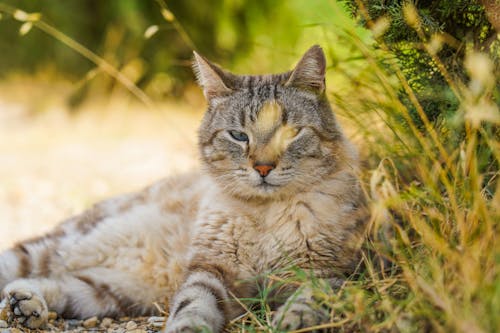 Immagine gratuita di adorabile, amore, animale